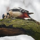 Buntspecht bei der Arbeit