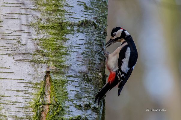 Buntspecht bei der Arbeit