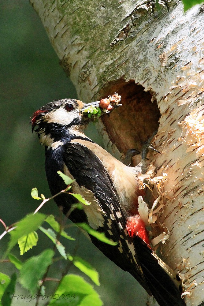 Buntspecht bei der Fütterung der Jungvögel...