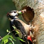 Buntspecht bei der Fütterung der Jungvögel...