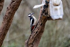 Buntspecht bei `Futterhäuschen`
