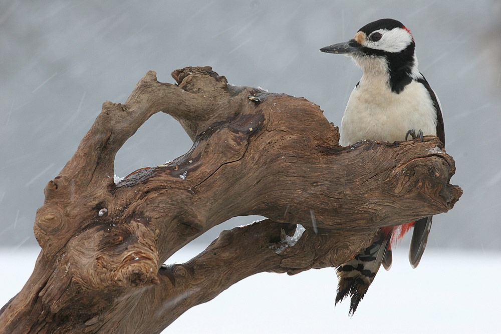 Buntspecht bei Schneefall