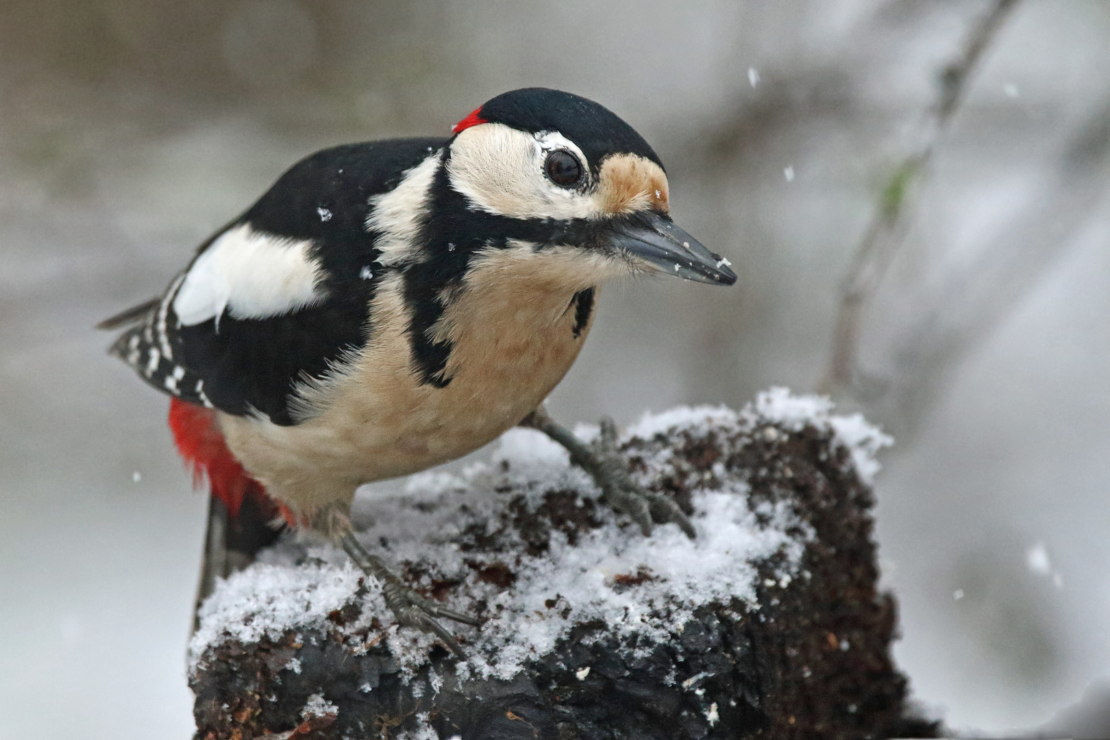 Buntspecht bei Schneefall