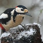 Buntspecht bei Schneefall