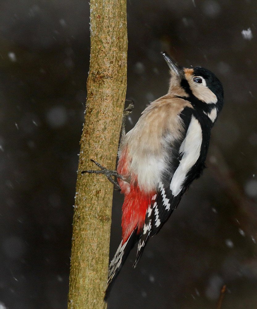 "Buntspecht bei Schneefall"