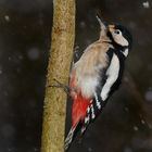 "Buntspecht bei Schneefall"