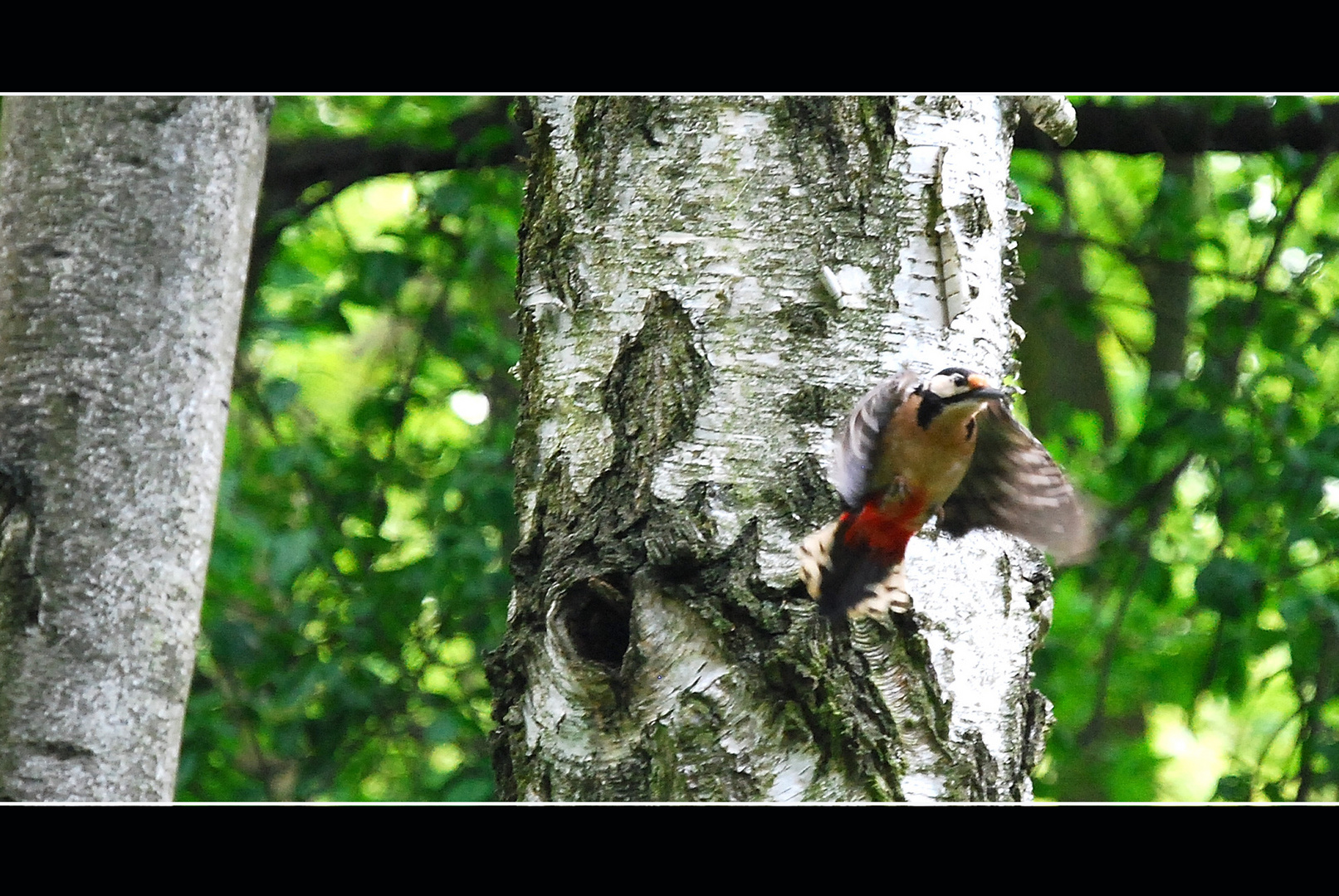 Buntspecht beim Abflug