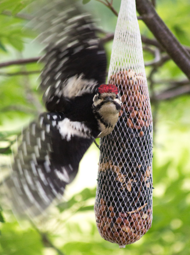 Buntspecht beim Abflug