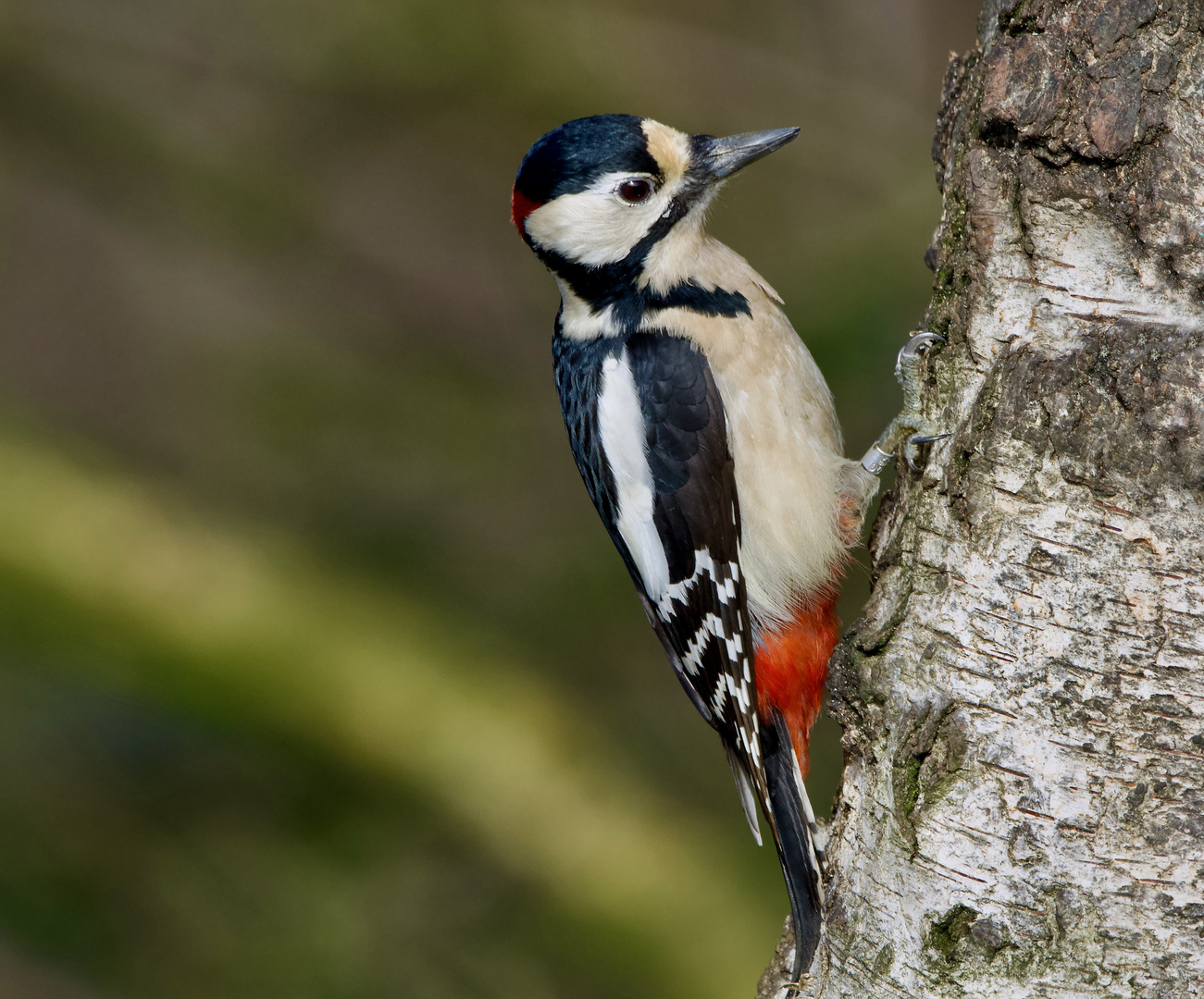 Buntspecht beim Absuchen von holzbewohnenden Insekten......