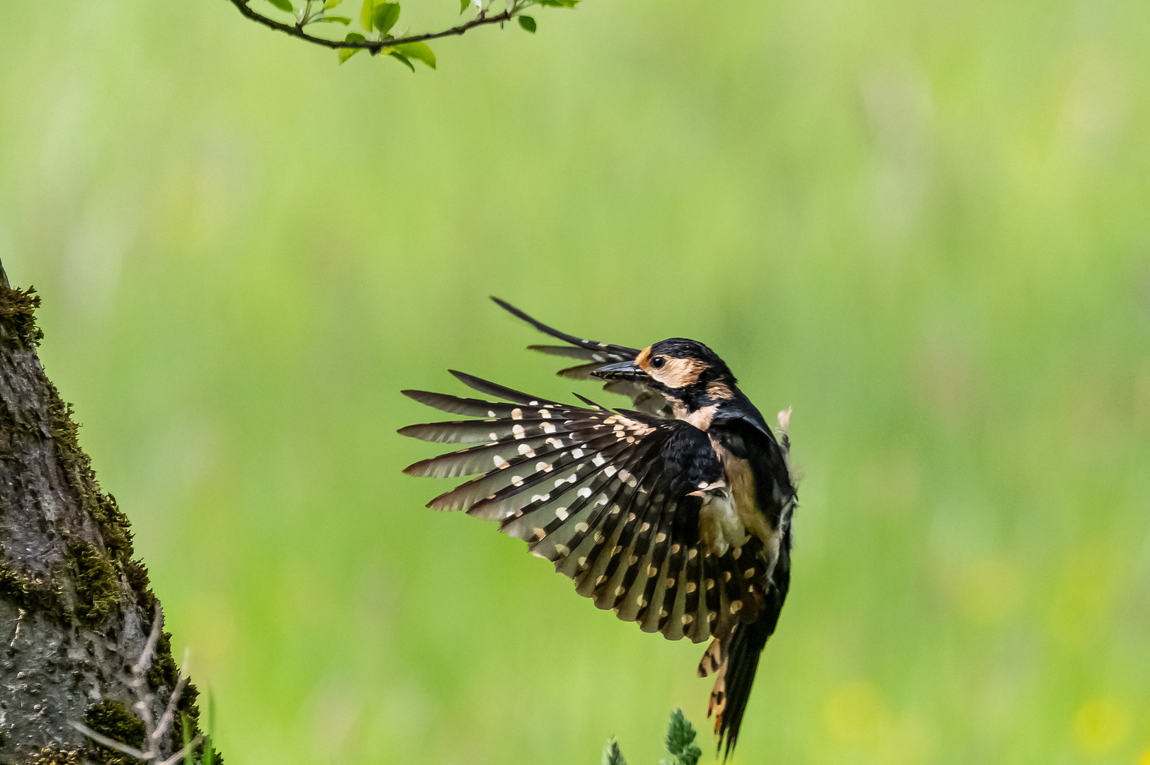 Buntspecht beim Anflug ...