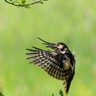 Buntspecht beim Anflug ...