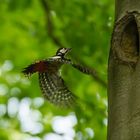 Buntspecht beim Anflug an die Schwarzspechthöhle