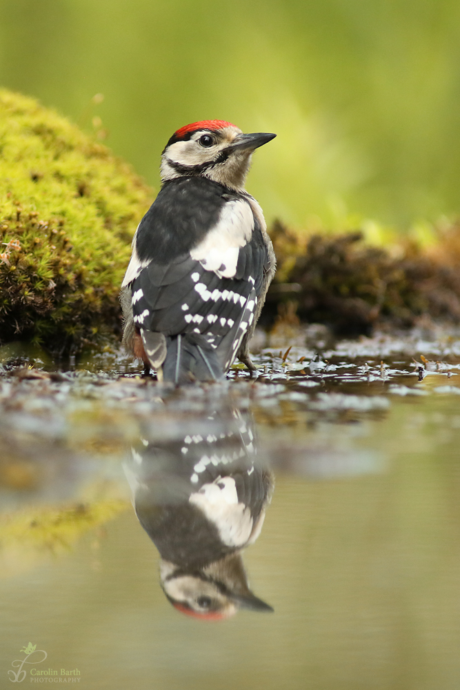 Buntspecht beim Baden