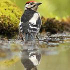 Buntspecht beim Baden