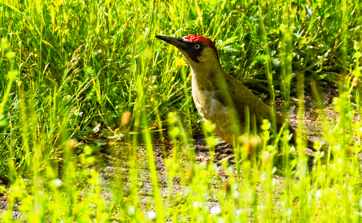 BUNTSPECHT BESUCH IM GARTEN