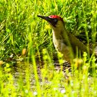 BUNTSPECHT BESUCH IM GARTEN