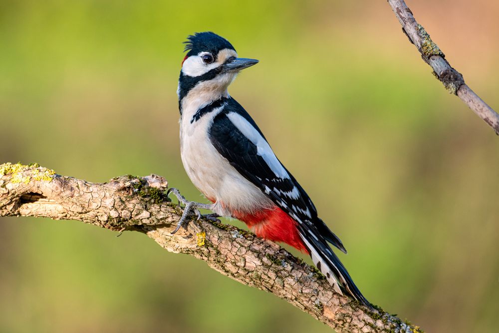 Buntspecht Foto &amp; Bild tiere, wildlife, wild lebende