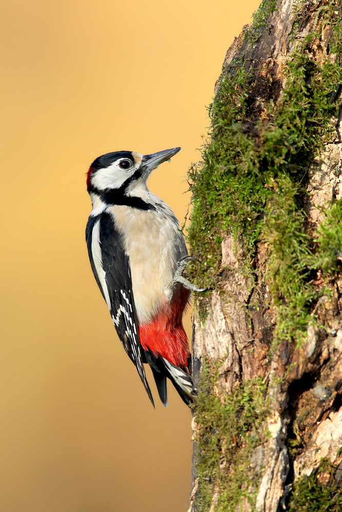 BUNTSPECHT ... Foto & Bild | tiere, wildlife, wild lebende vögel Bilder ...