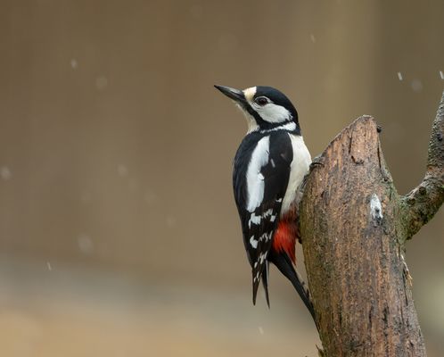 *** Buntspecht-Dame ***