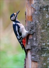 Buntspecht-Dame