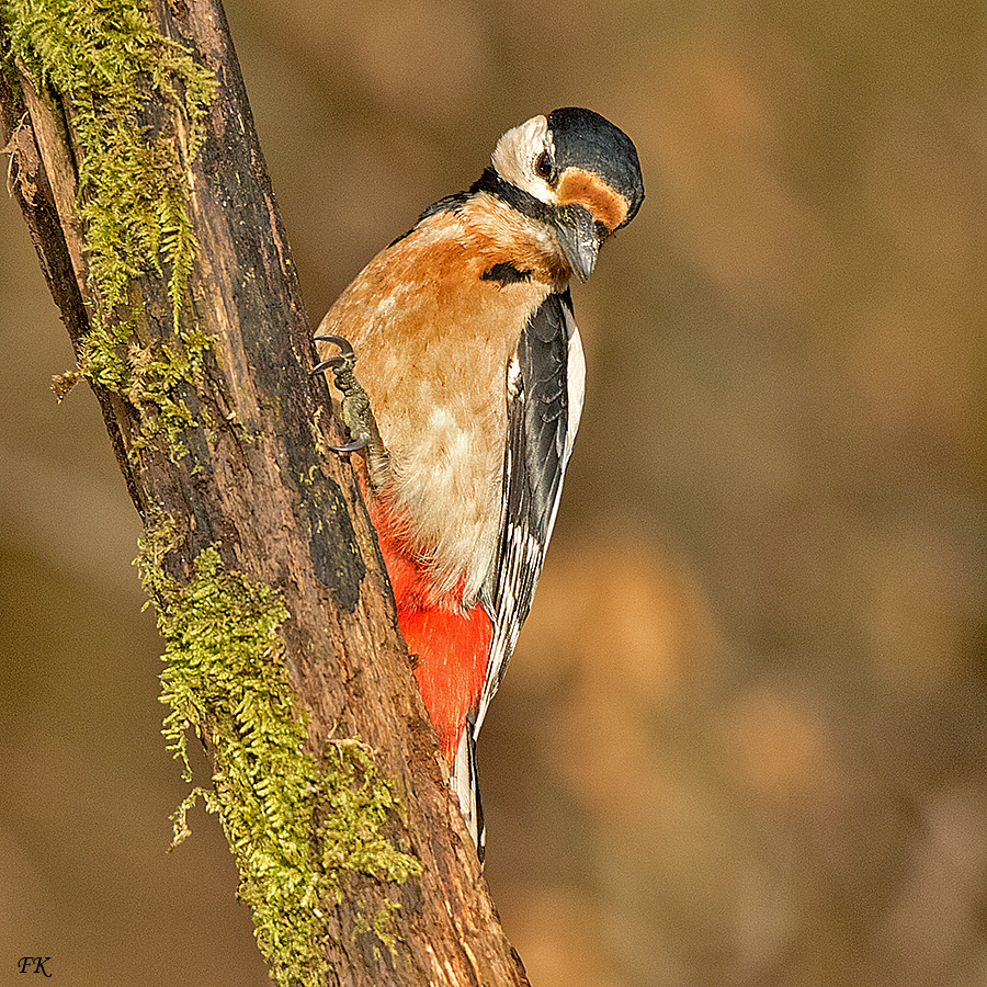 ***        Buntspecht    ---    Dendrcopos syriacus