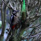 Buntspecht  (Dendrocopos) auf Futtersuche