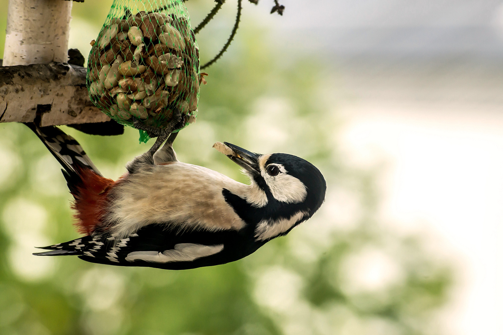 Buntspecht (Dendrocopos) Ein seltener Gast am Balkon.