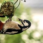 Buntspecht (Dendrocopos) Ein seltener Gast am Balkon.