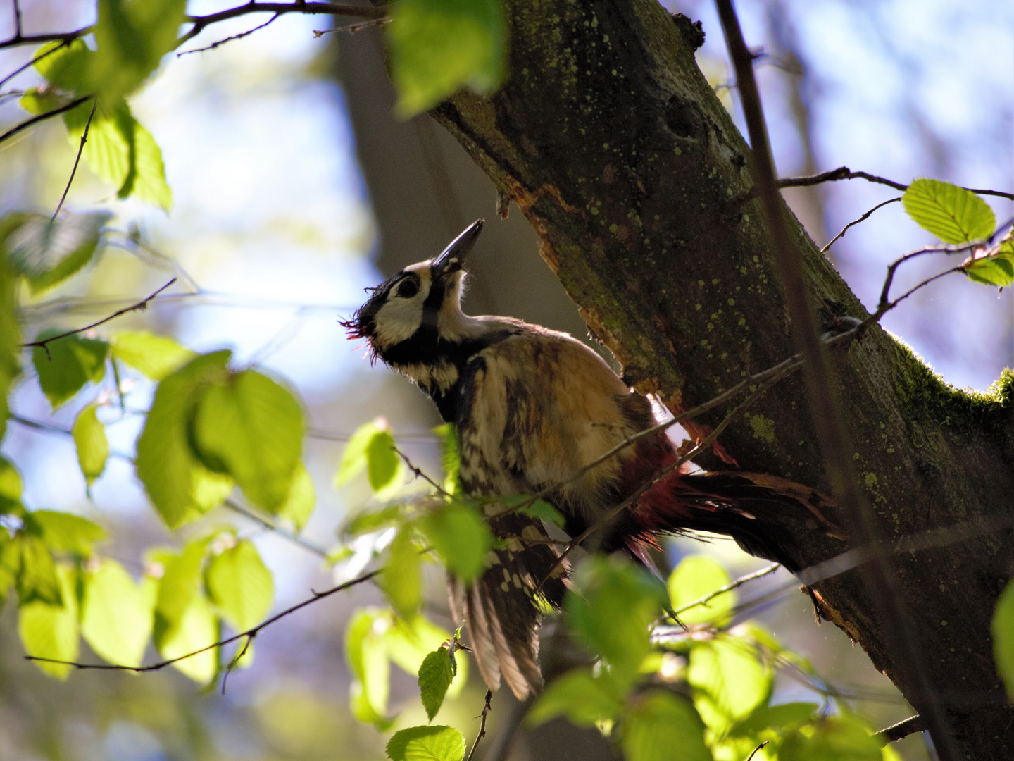 Buntspecht (Dendrocopos majo)