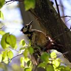 Buntspecht (Dendrocopos majo)