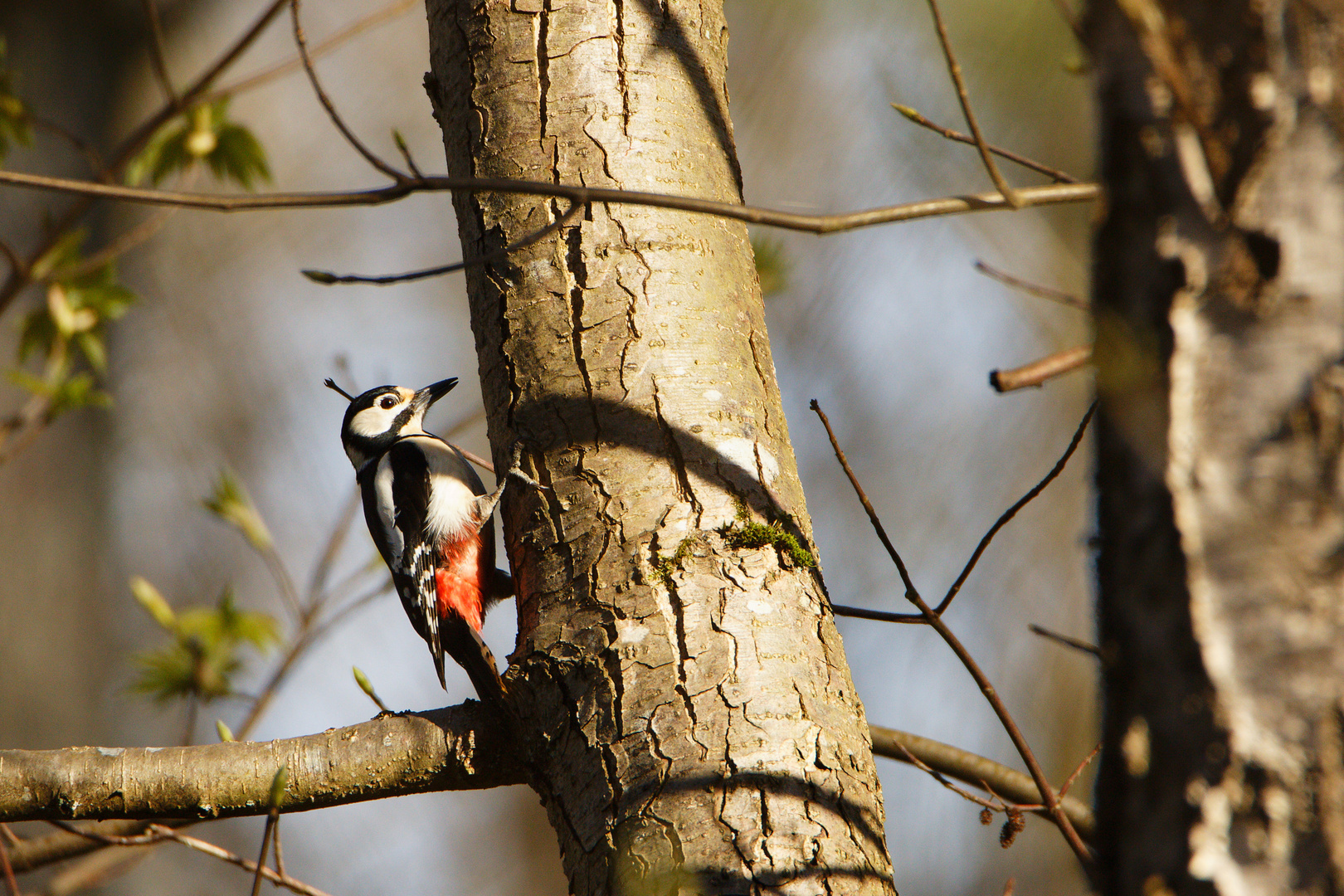 Buntspecht (Dendrocopos major)