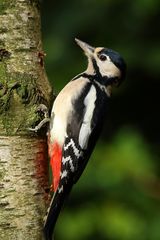  Buntspecht (Dendrocopos major)