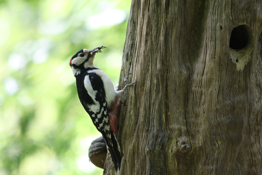 Buntspecht (Dendrocopos major)