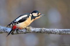 Buntspecht (Dendrocopos major)