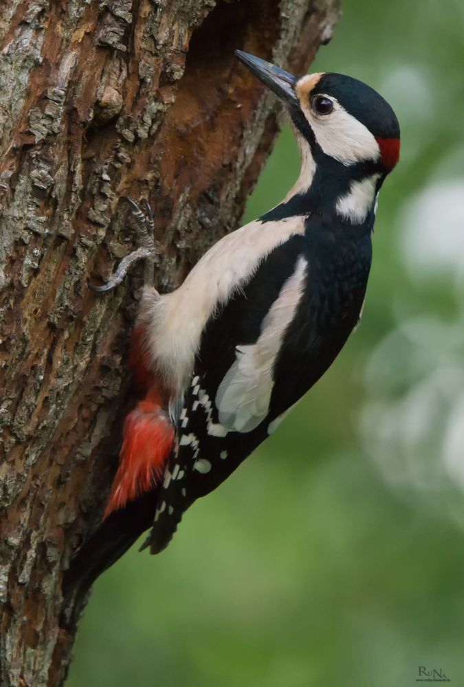 Buntspecht - Dendrocopos major