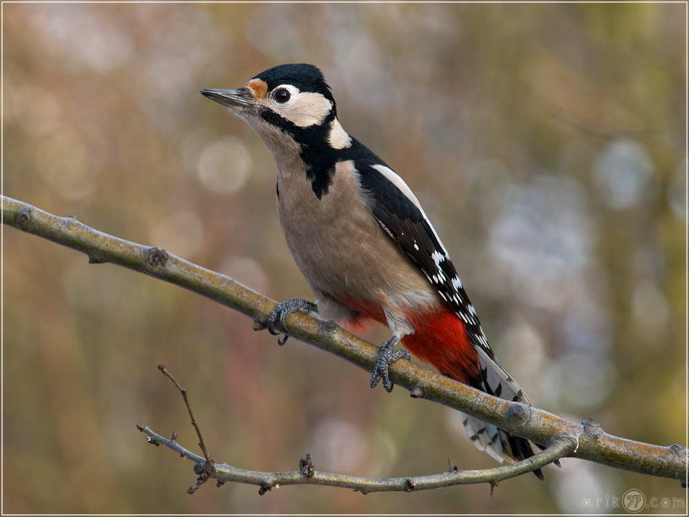 Buntspecht - Dendrocopos Major