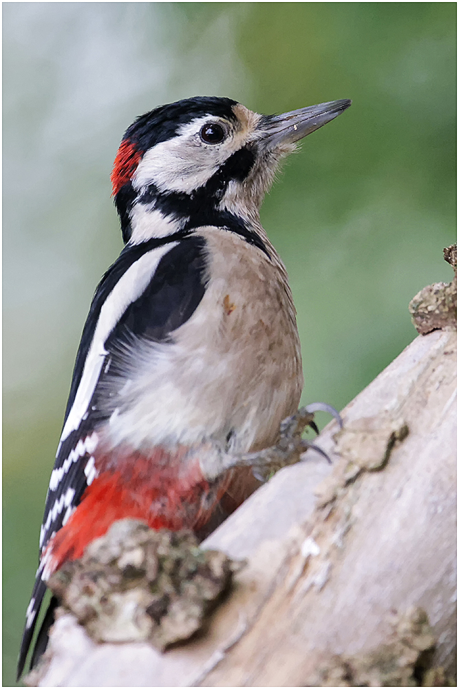 Buntspecht (Dendrocopos major)