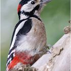 Buntspecht (Dendrocopos major)