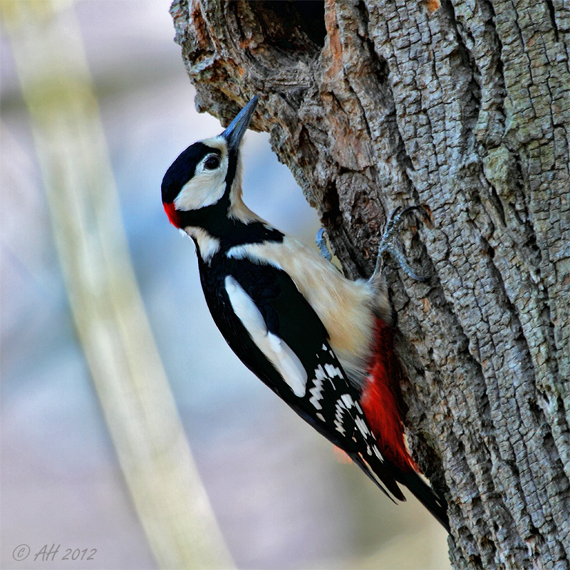 Buntspecht (Dendrocopos major)