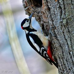 Buntspecht (Dendrocopos major)