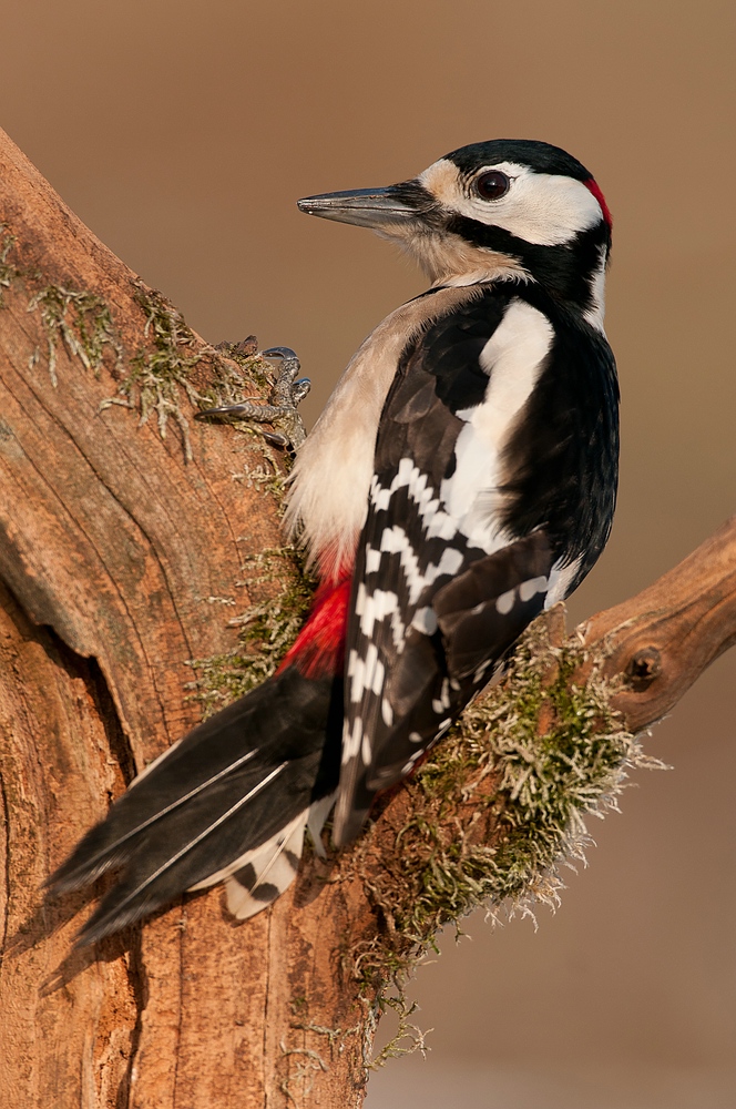 Buntspecht (Dendrocopos major)