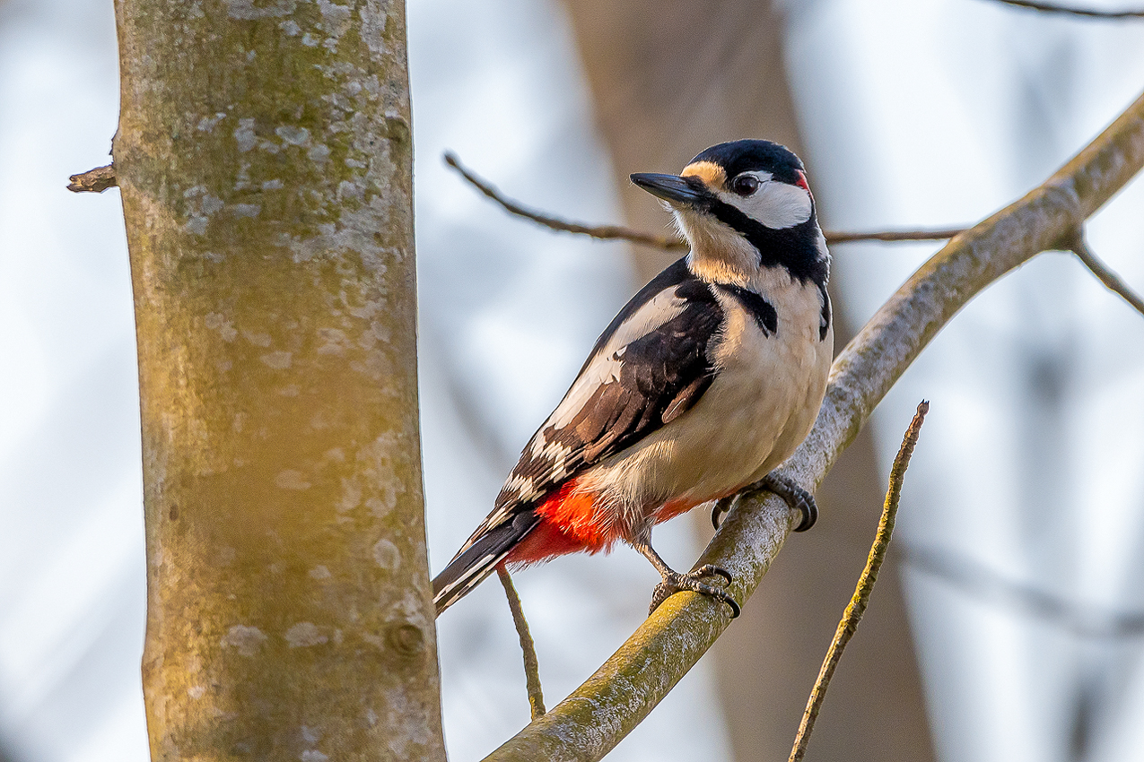 Buntspecht (Dendrocopos major)