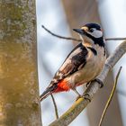 Buntspecht (Dendrocopos major)