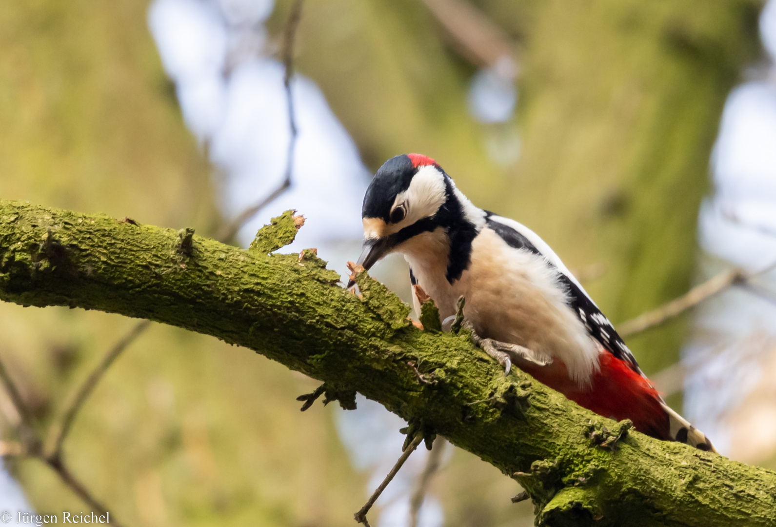 Buntspecht ( Dendrocopos major ) 