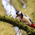 Buntspecht ( Dendrocopos major ) 