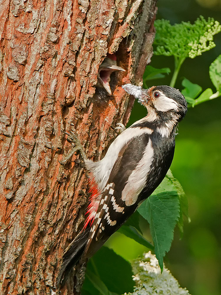 Buntspecht - Dendrocopos major - 15/5