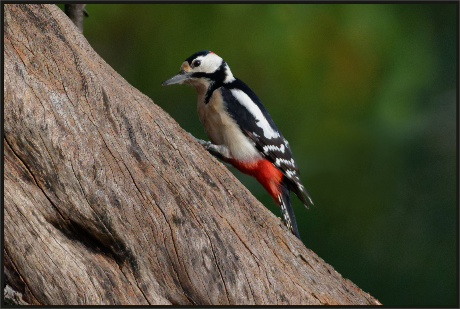 Buntspecht (Dendrocopos major)