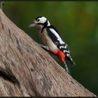 Buntspecht (Dendrocopos major)