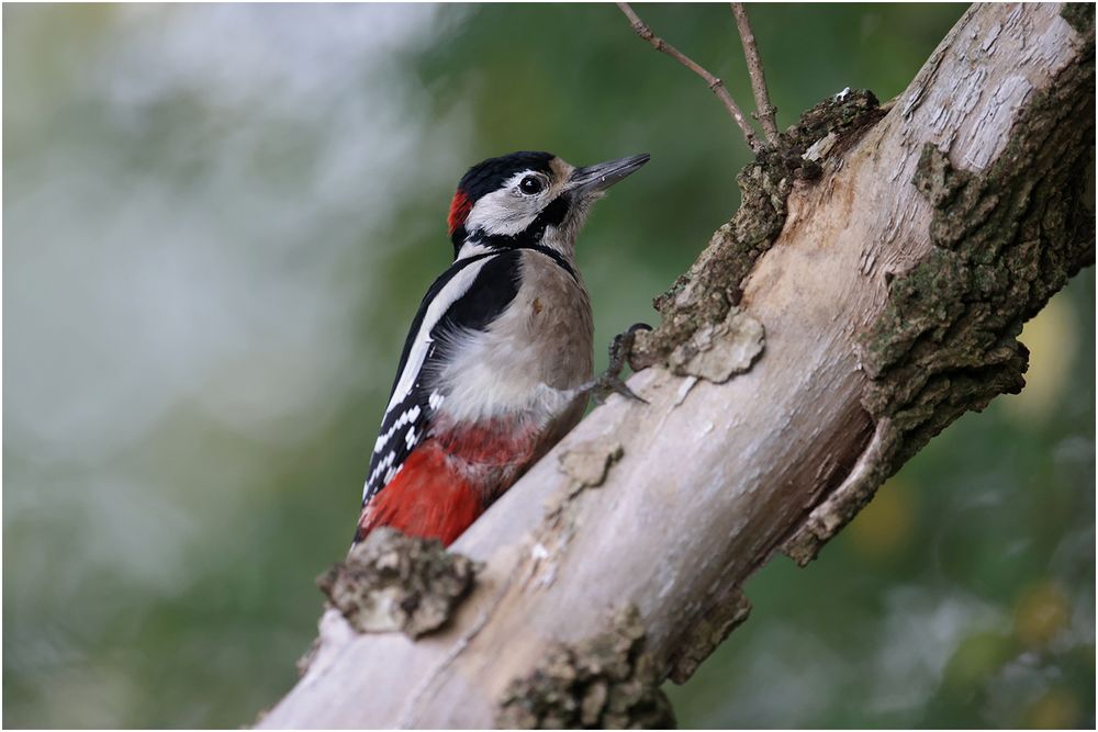 Buntspecht (Dendrocopos major)