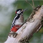 Buntspecht (Dendrocopos major)